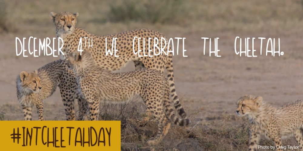 Celebrating the Cheetah on Dec 4th Tweet International Cheetah Day